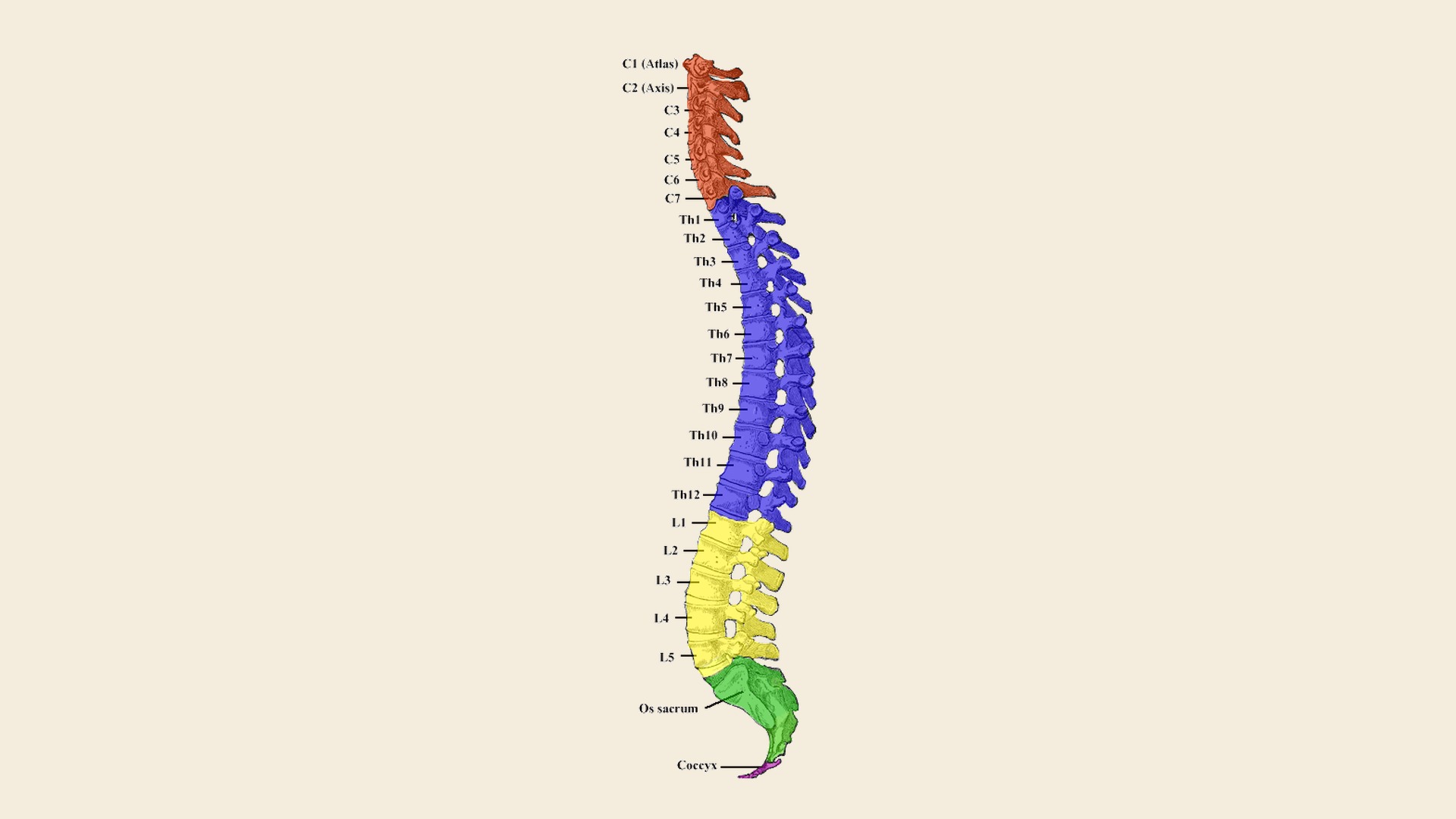 Anatomische Illustration der menschlichen Wirbelsäule in Seitenansicht, Halswirbel rot, Brustwirbel blau, Lendenwirbel gelb, Os sacrum grün, Coccyx violett, auf Pergament-Hintergrund