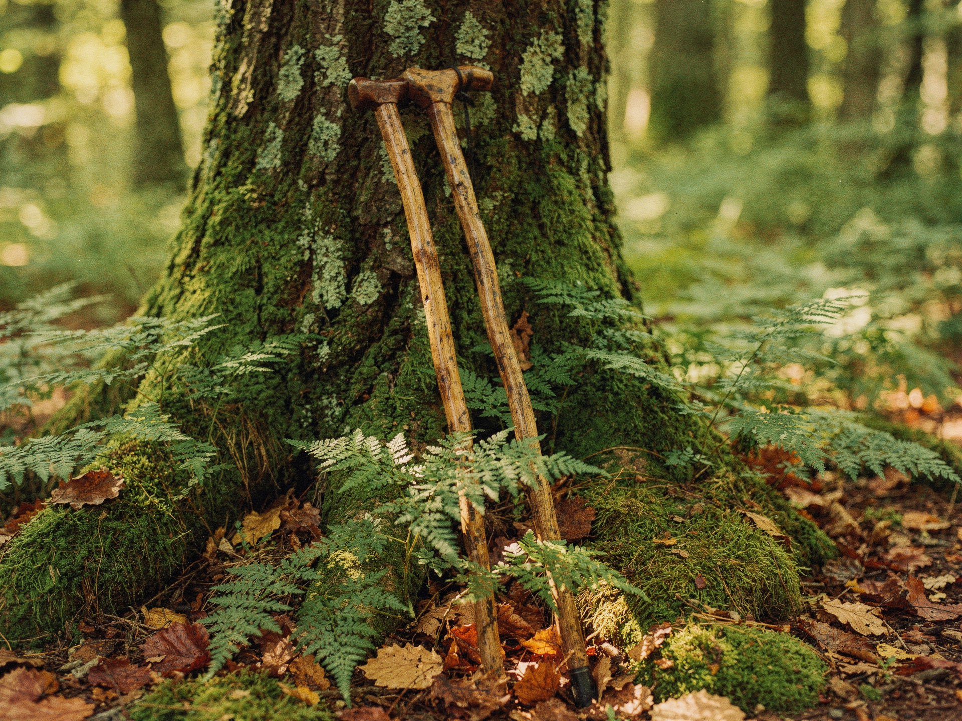 Zwei Wanderstöcke an einem moosbewachsenen Baumstamm im herbstlichen Waldlicht (KI-generiert)