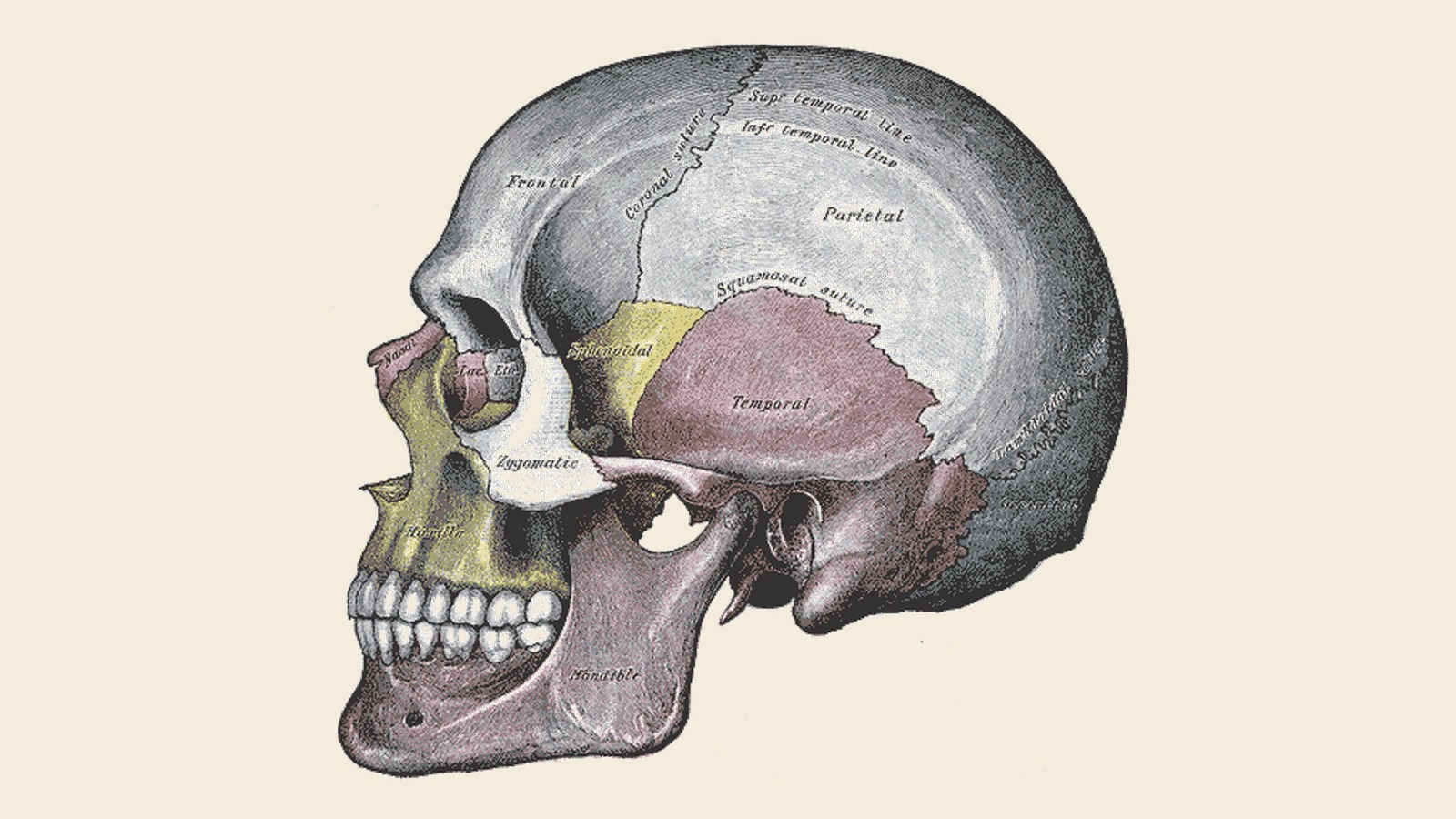 Anatomischer Kupferstich eines menschlichen Schädels in Seitenansicht aus Gray's Anatomy, das Schläfenbein (Os temporale) deutlich erkennbar zwischen Scheitelbein, Keilbein und Jochbogen