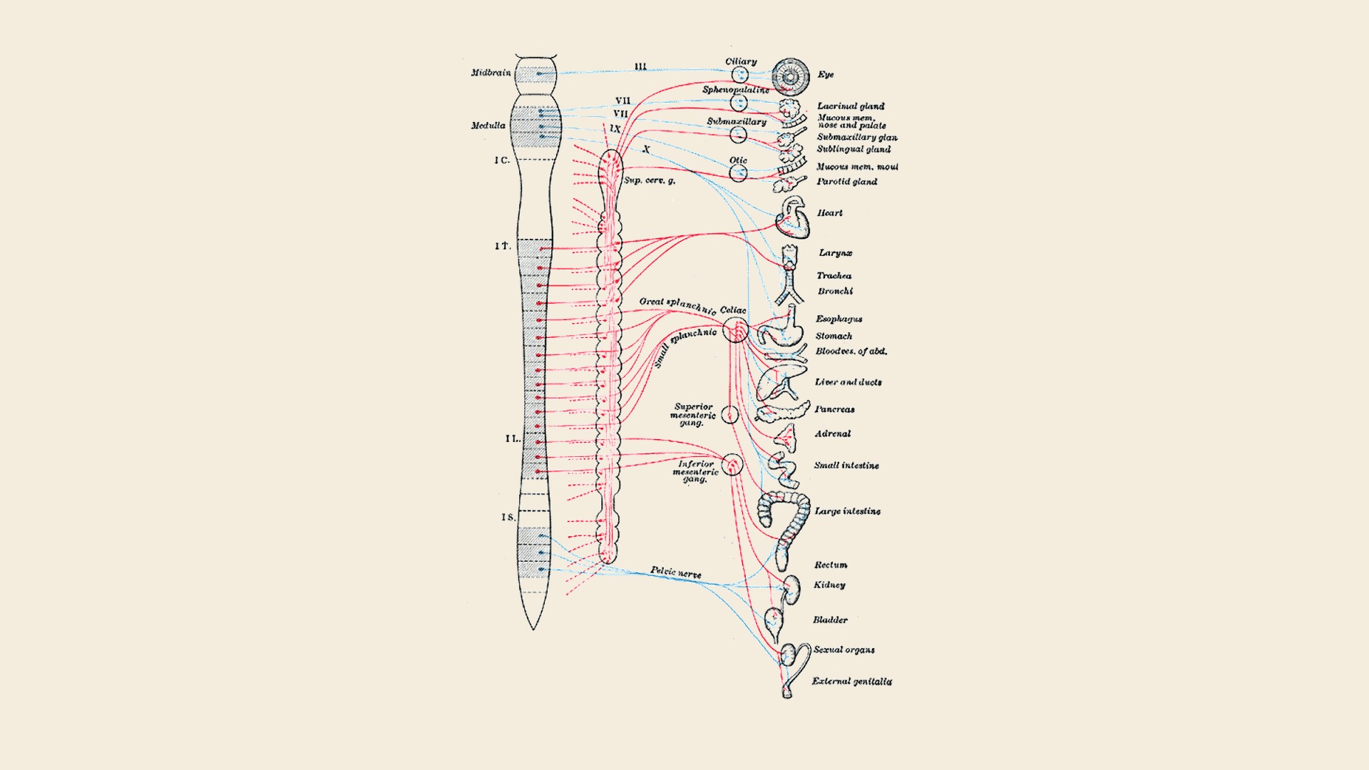 Anatomische Schemazeichnung des autonomen Nervensystems: Rückenmark links, Sympathikus-Strang in der Mitte, parasympathische Bahnen vom Hirnstamm; Verbindungen zu Herz, Lunge, Magen, Darm, Nieren in rot (sympathisch) und blau (parasympathisch), auf Pergament-Hintergrund